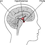 Where the pituitary is located